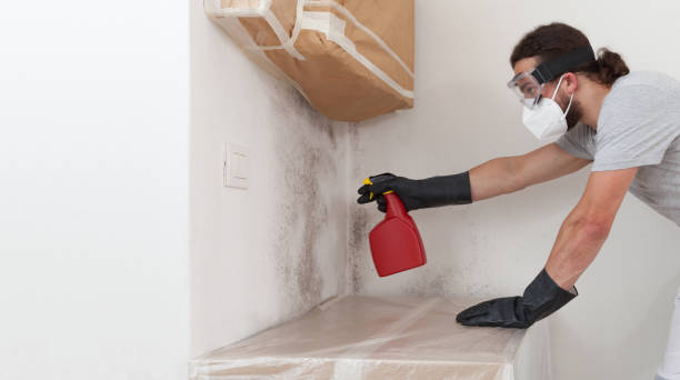 Professional Black Mold Removal technician working in Young America, MN