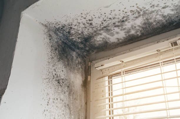 Affordable Mold Cleanup solutions in Young America, MN
