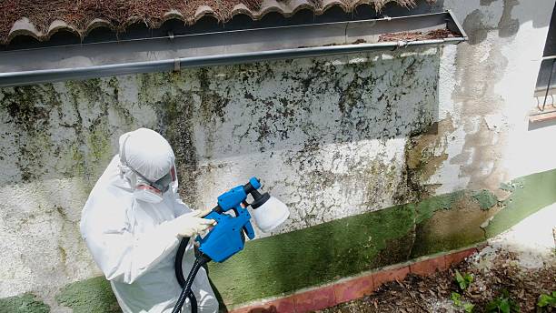 Trusted Black Mold Removal service in Young America, MN - Cheap Mold Removal